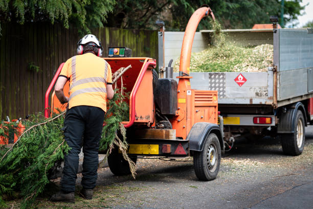 Reliable West Glendive, MT Tree Service Solutions